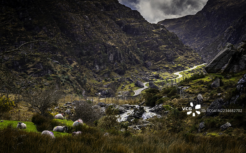 宁静的山地风景，羊群在吃草，博福特，爱尔兰，邓洛峡谷图片素材