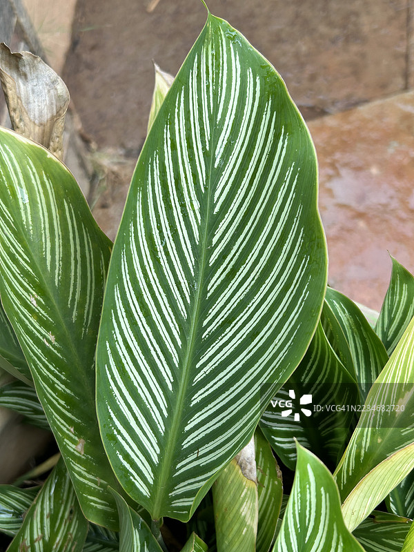 变色的绿色叶子的特写图片素材