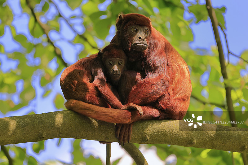 委内瑞拉红吼猴（Alouatta seniculus），成年雌性，幼猴，警觉地栖息在树上，南美洲图片素材