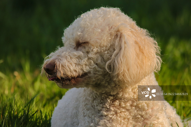一只卷毛狗在草地上休息的特写镜头图片素材