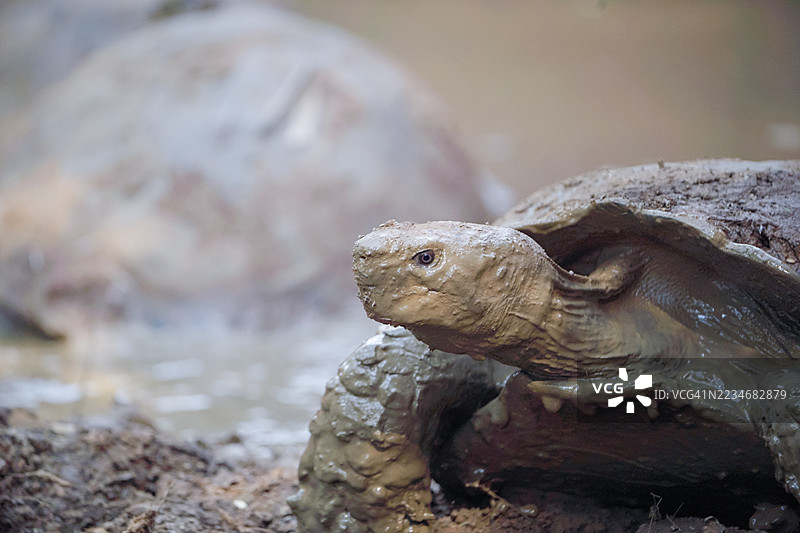 一只泥泞的乌龟从水中浮出水面特写镜头图片素材