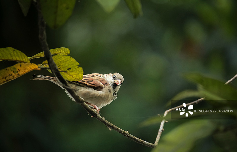 一只麻雀栖息在郁郁葱葱的森林中的树枝上特写镜头图片素材