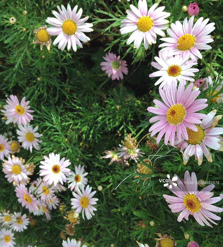高角度视图的粉色和白色雏菊在田野中图片素材