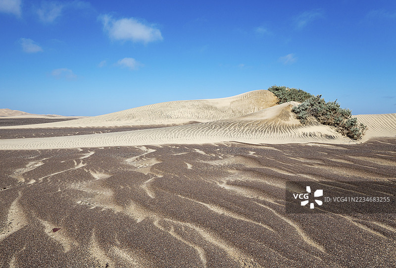 纳米布沙漠中稀疏植被周围形成的小沙堆。纳米比亚骷髅海岸国家公园。图片素材