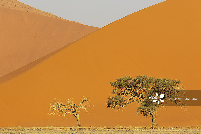 纳米布沙漠，纳米布-纳乌克鲁夫特公园中的沙丘和骆驼刺树（Vachellia erioloba）图片素材