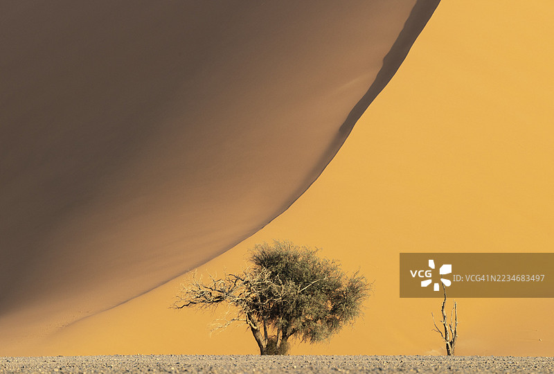 纳米布沙漠，纳米布-诺克鲁夫特公园中的沙丘和骆驼刺树（Vachellia erioloba）图片素材