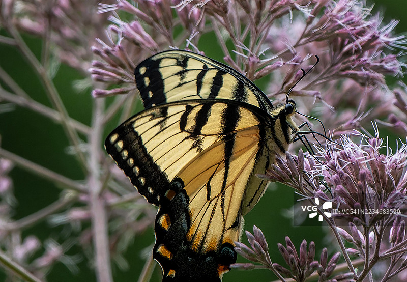 东方虎燕尾蝶在乔派草上授粉图片素材