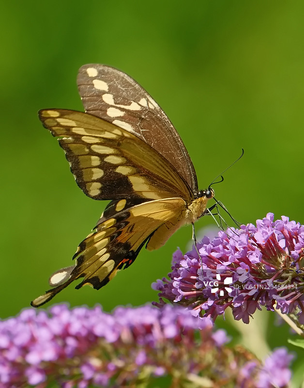 蝴蝶在鲜艳的紫色花朵上授粉图片素材