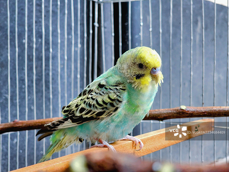 一只虎皮鹦鹉栖息在树枝上的特写镜头图片素材