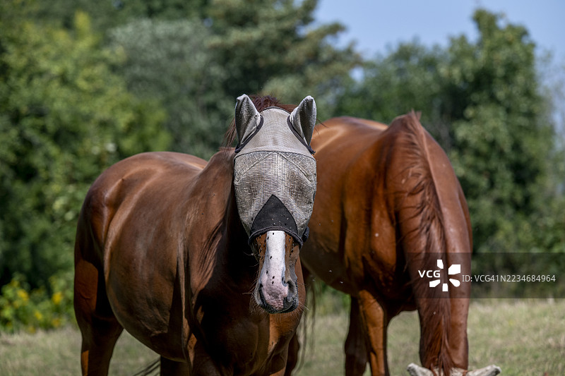 戴着防虫面罩的马在田野里站着图片素材