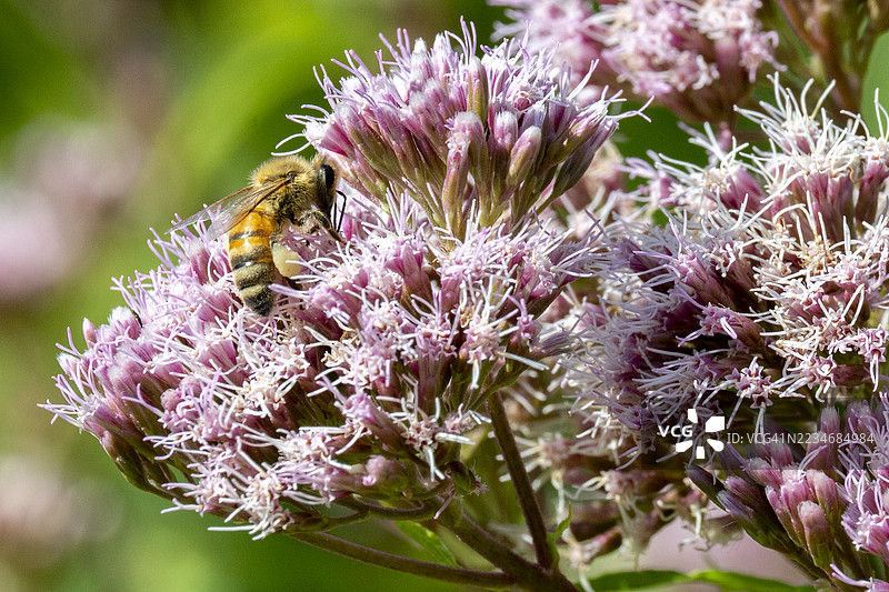 蜜蜂在紫色花朵上采集花蜜图片素材