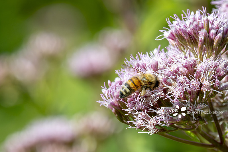 蜜蜂在紫色花朵上授粉的特写镜头图片素材