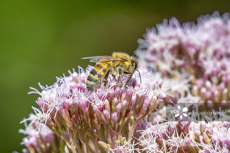 蜜蜂在粉色花朵上授粉的特写镜头图片素材