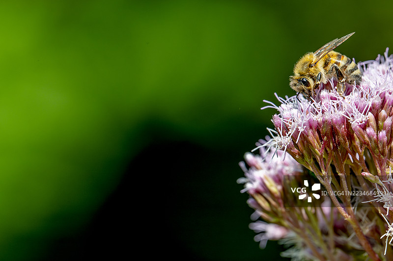 蜜蜂在紫色花朵上授粉图片素材