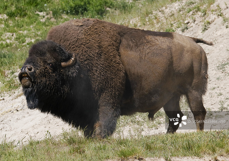 侧面视图的野牛站在草地上图片素材