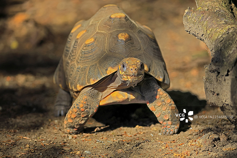 煤龟（Geochelone carbonaria），成年，觅食，南美洲图片素材