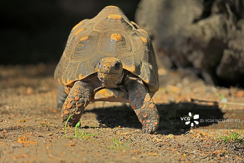 煤龟（Geochelone carbonaria），成年，觅食，奔跑，南美洲图片素材