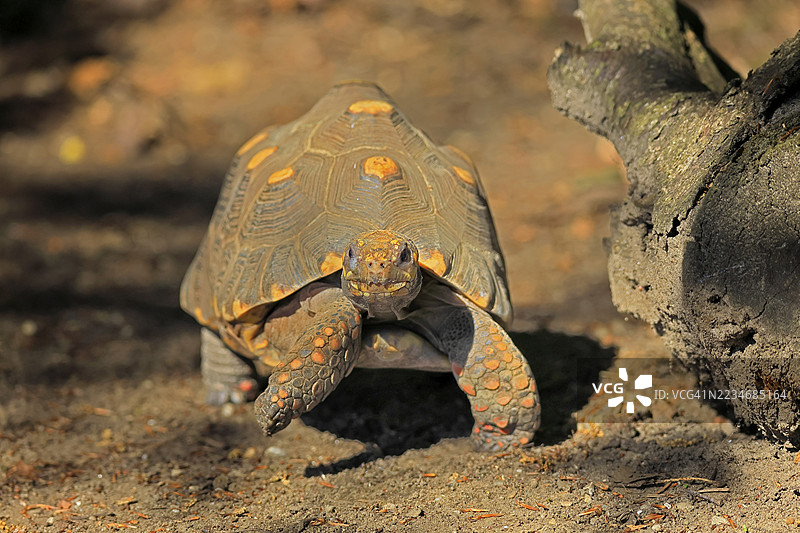 煤龟（Geochelone carbonaria），成年，觅食，奔跑，南美洲图片素材