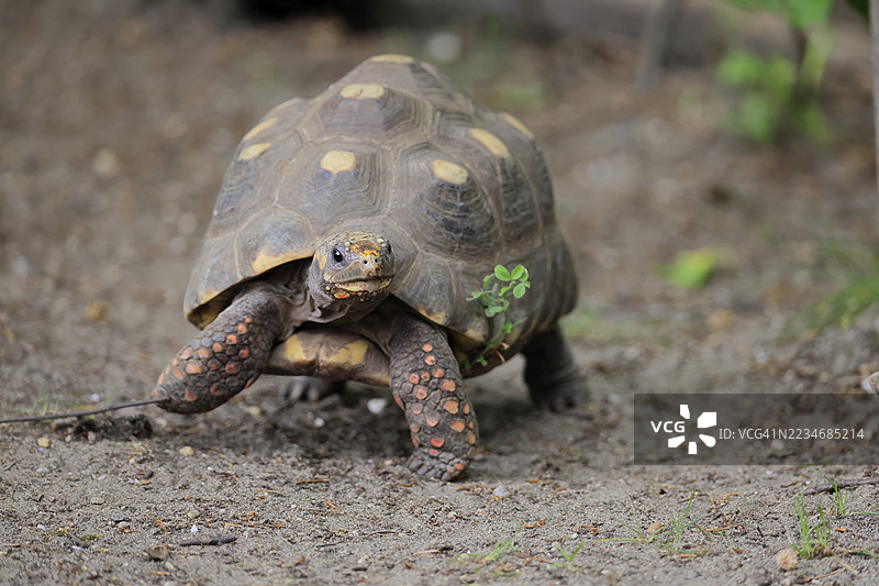 成年煤龟（Geochelone carbonaria），觅食，奔跑，南美洲图片素材