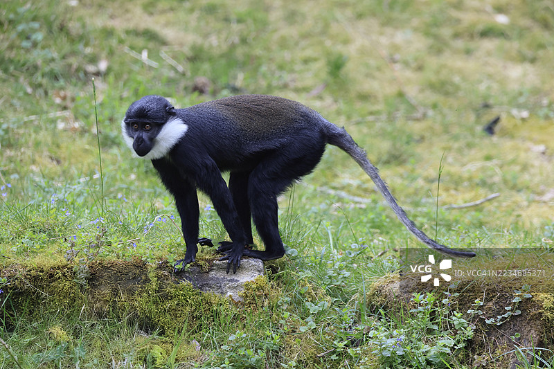 洛赫斯猴（Cercopithecus lhoesti），成年，警觉图片素材
