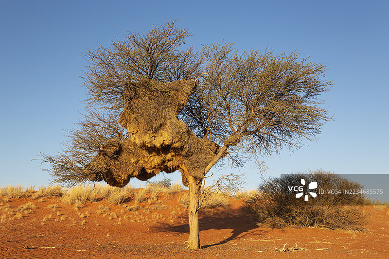 在骆驼刺树（Vachellia erioloba）上的大型社交织巢（Philetairus socius）。纳米比亚卡拉哈里沙漠。图片素材