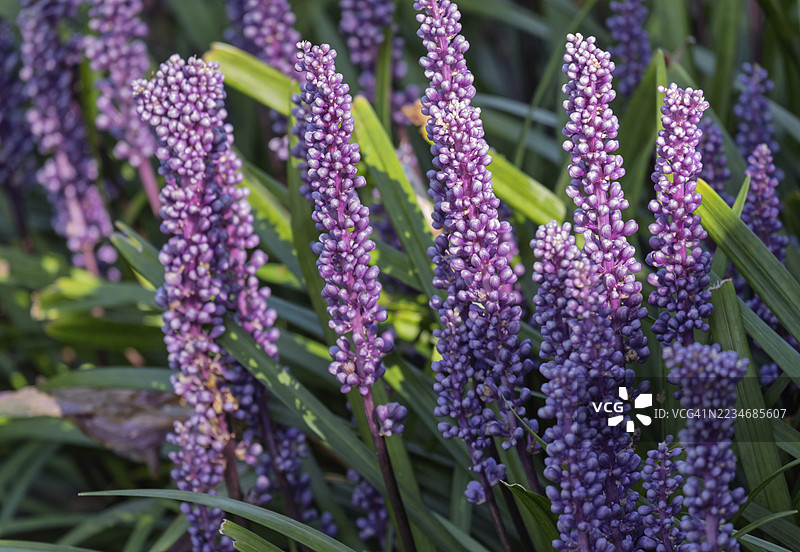 百合葡萄（Liriope muscari），明斯特地区，北莱茵-威斯特法伦，德国图片素材