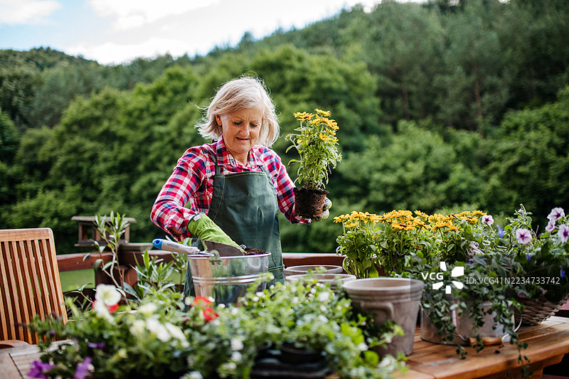 老年女园丁在花园里种花。图片素材