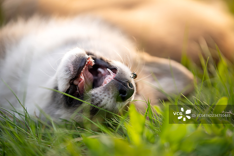 小狗快乐的脸上有一只瓢虫图片素材