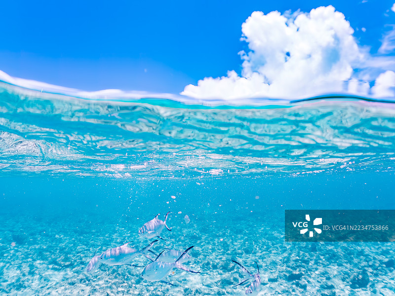 美丽的小斑点飞鱼,Trachinotus baillonii,栖息在美丽的白色沙滩上。半水面摄影。一群热带鱼。美丽的珊瑚礁和游泳的人们。Gahi岛,座间味岛,慶良間群岛,岛尻郡,冲绳 - 2025图片素材