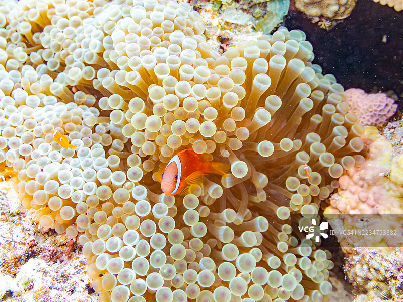 可爱的番茄小丑鱼（Amphiprion frenatus）与美丽的海葵及其他生物在壮观的珊瑚礁中。热带鱼群。美丽的珊瑚礁和游泳的人们。Gahi岛，座间味岛，庆良间群岛，岛尻郡，2025年。图片素材