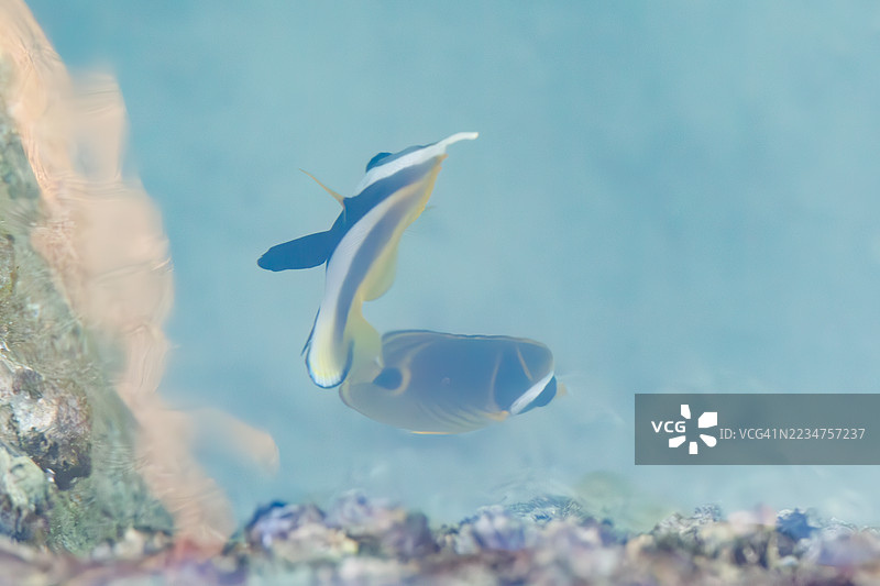 美丽的长鳍旗鱼（Heniochus acuminatus），浣熊蝴蝶鱼（Chaetodon lunula）。在港口游泳。一群热带鱼。美丽的珊瑚礁和游泳的人们。座间味港，座间味岛，庆良间群岛，2025年。图片素材