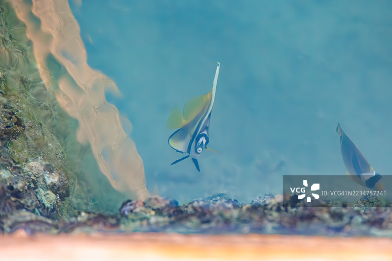 美丽的长鳍旗鱼,标志性珊瑚鱼(Heniochus acuminatus)。浣熊蝴蝶鱼,Chaetodon lunula。在港口游泳。一群热带鱼。美丽的珊瑚礁和人们在游泳。座间味港,座间味岛,庆良间群岛,2025年。图片素材