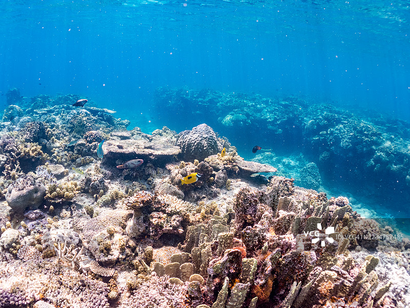 斑点狐面鱼,单斑刺尾鱼,蓝条鹦嘴鱼,戈巴鹦嘴鱼,蓝绿小丑鱼,绿小丑鱼,蓝绿小丑鱼。一群热带鱼。美丽的珊瑚礁和游泳的人们。阿穆罗岛,座间味岛,庆良间群岛。图片素材