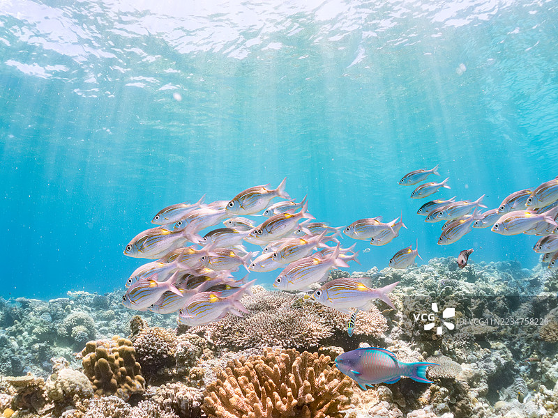 黄斑皇帝鱼,条纹大眼鲷,金线牙鲷。一群热带鱼。美丽的珊瑚礁和游泳的人们。阿穆罗岛,座间味岛,庆良间群岛,岛尻郡,冲绳 - 2025年6月30日图片素材