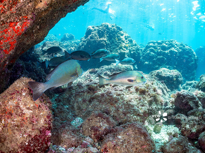 彩绘甜唇鱼，图示鱼，大片黑鱼，斑点鱼等。鱼群。平藏海滩，中木港，南伊豆，伊豆半岛，静冈县，日本。- 2025年7月19日。图片素材
