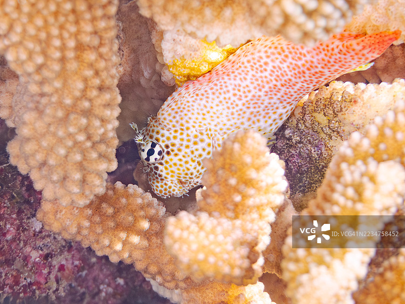 豹鳗鱼,Exallias brevis。一群热带鱼。美丽的珊瑚礁和游泳的人们。阿穆罗岛,座间味岛,庆良间群岛,岛尻郡,冲绳 - 2025年6月30日图片素材