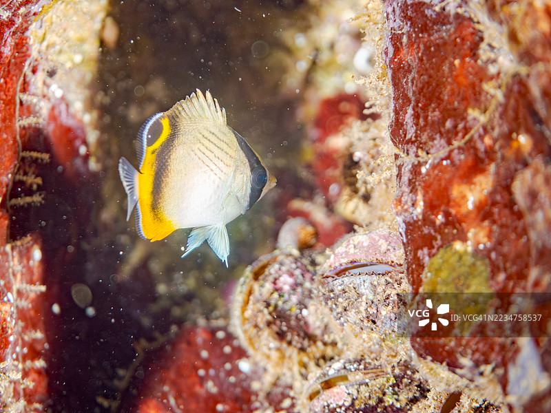 流浪蝴蝶鱼，学名Chaetodon Vagabundus，幼鱼。还有其他鱼类。鱼群。静冈县南伊豆中木港的平子海滩。- 2025年7月19日。图片素材
