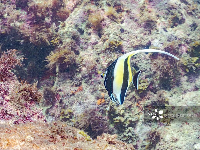 摩尔鱼,角鳍鱼。天使小丑鱼,天蓝小丑鱼。以及其他。鱼群。静冈县南伊豆,中木港,平藏海滩。- 2025年7月19日。图片素材