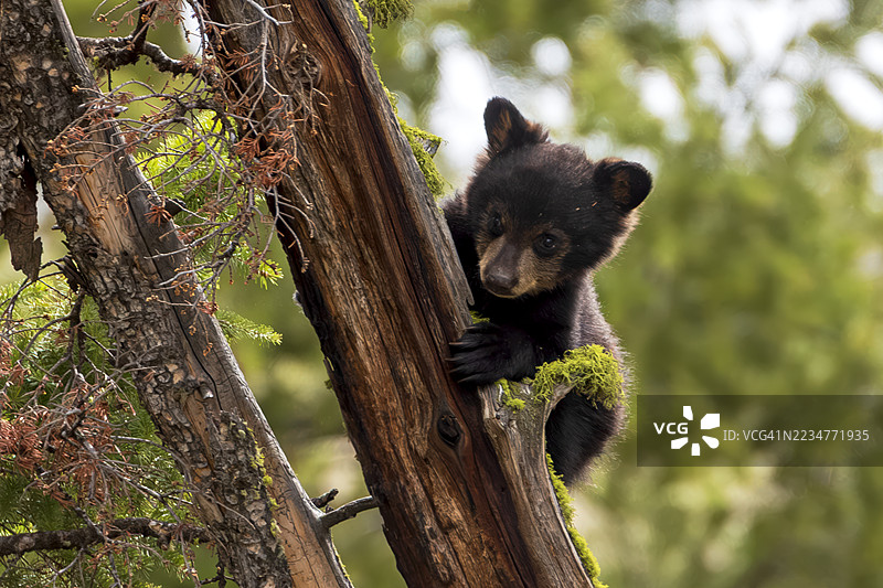 树栖动物图片素材