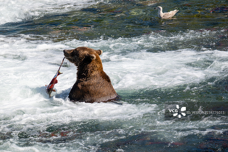 阿拉斯加布鲁克斯瀑布的棕熊捕捉鲑鱼图片素材