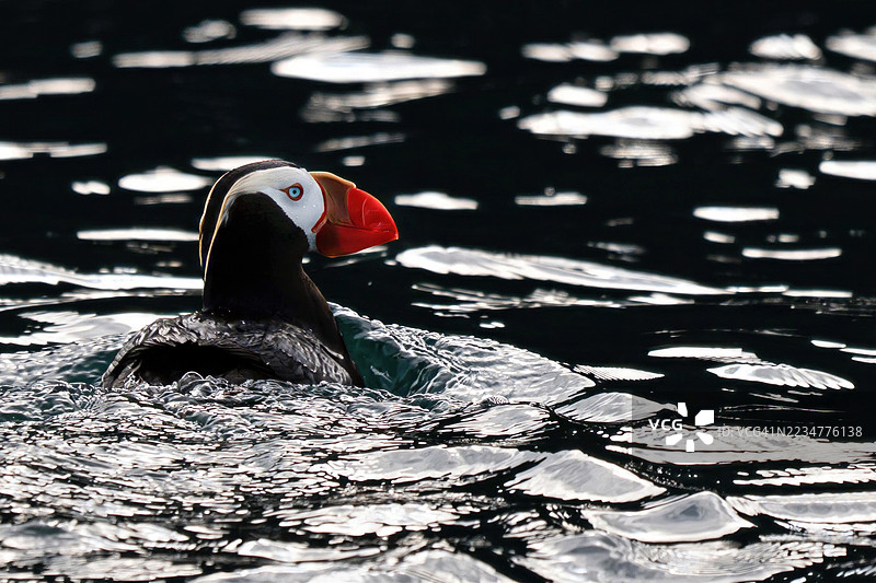 美丽的阿拉斯加海雀在深色海洋水域中游泳图片素材