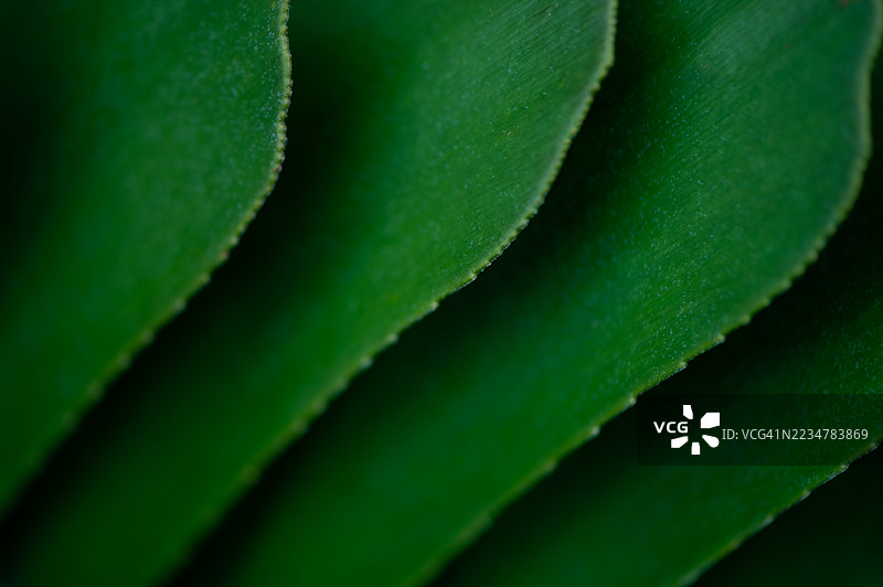 热带森林中棕榈叶的自然背景。图片素材