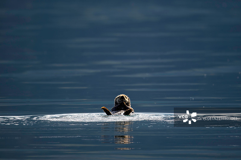 可爱的海獺在阿拉斯加海岸漂浮。图片素材