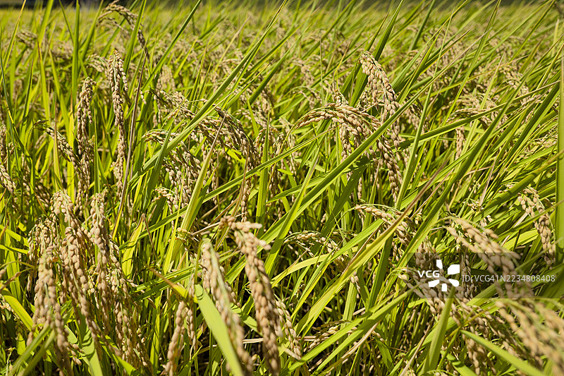 秋天田野里的成熟稻穗图片素材