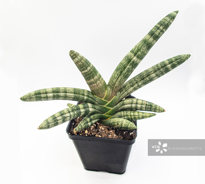 美丽的圆叶虎尾兰在白色花盆中图片素材