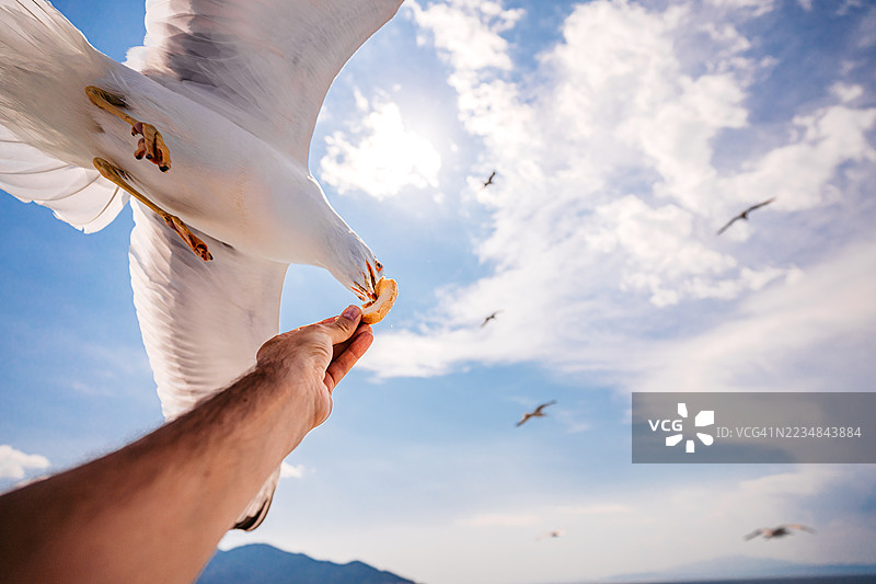 在海边喂海鸥图片素材