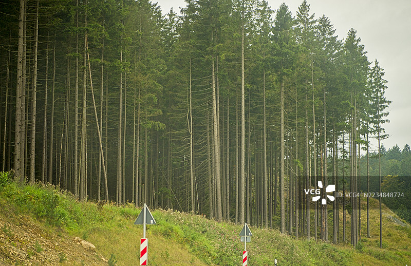 人造木材风格的森林，矗立着高大的松树图片素材