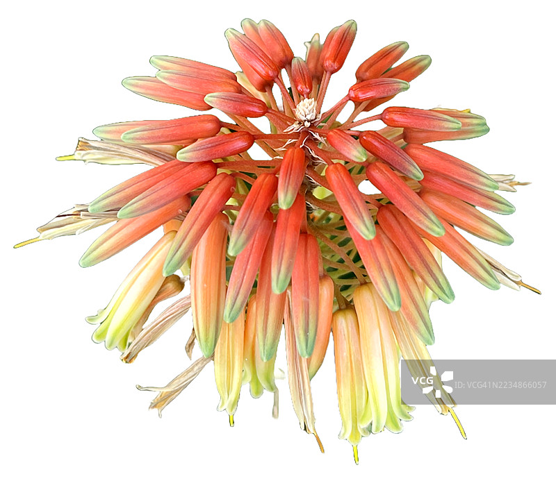 白色背景上的芦荟花图片素材