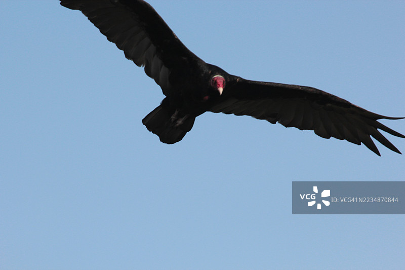 红头秃鹫在飞翔图片素材