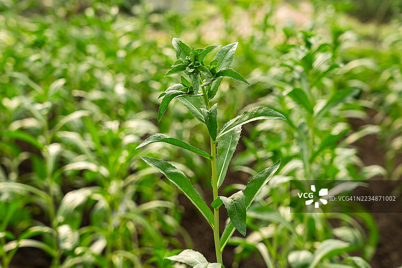 现代农业图片素材